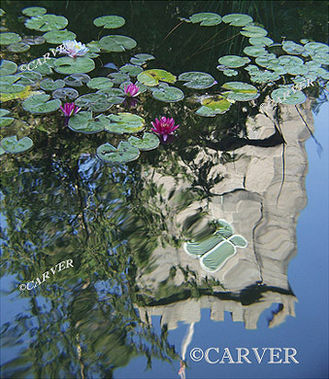 Lofty Reflections
The stone steeple of the First Church of Salem is reflected through the lilies at the Garden at the Ropes Mansion.
Keywords: Salem; lily; flower; public garden; garden; Ropes Mansion; photograph; picture; print